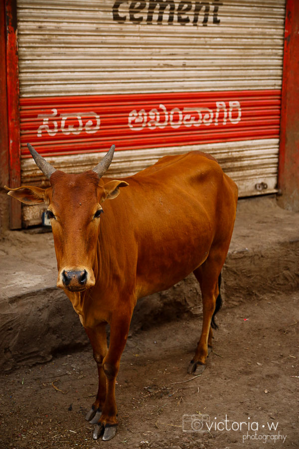 Cows in India